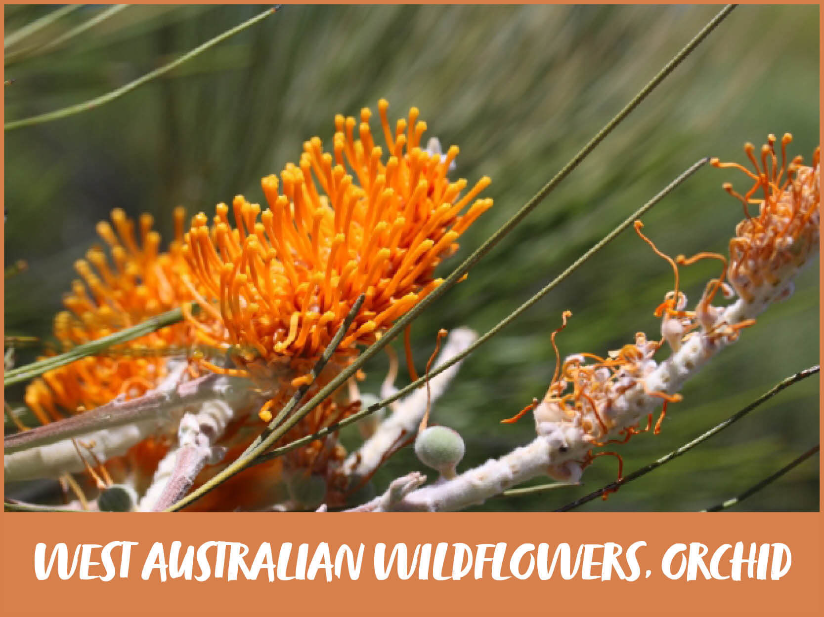 West Australian Wildflowers 